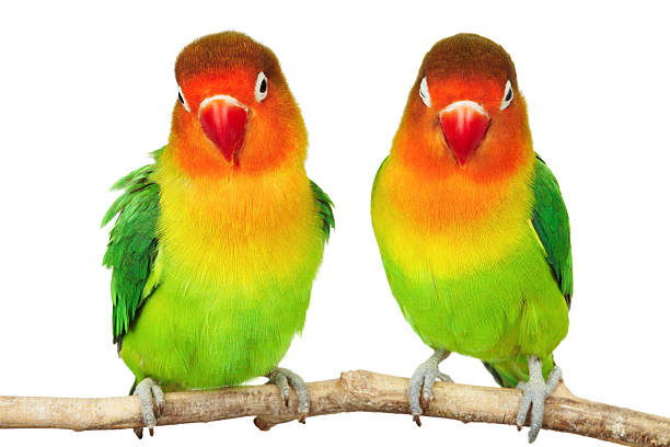 istock Pair of lovebirds 2224213730