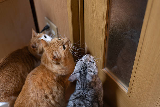 Two cats curious about what's beyond the door