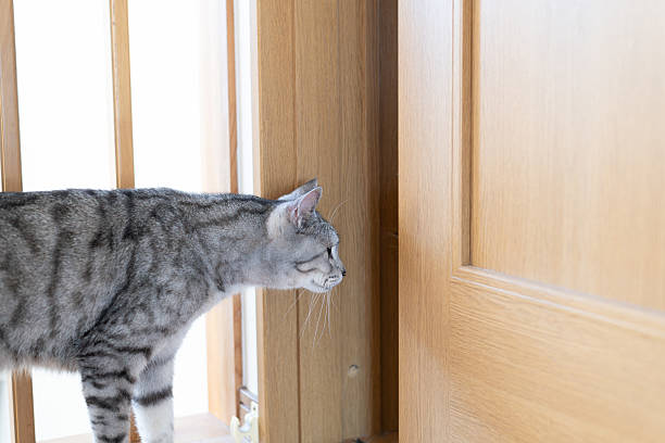 istock Cat peeking through the door gap 2224215565
