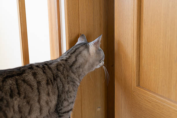 istock Cat peeking through the door gap 2224215585