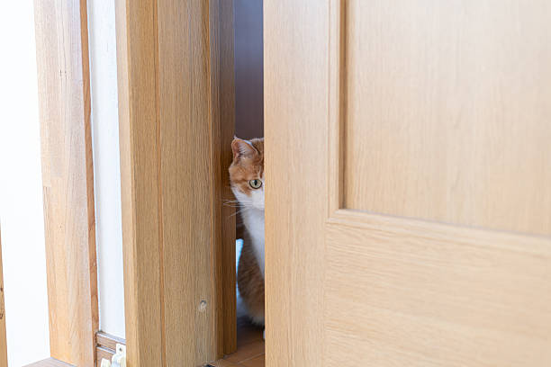 istock Cat peeking through the door gap 2224216136