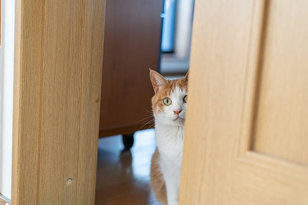istock Cat peeking through the door gap 2224216148