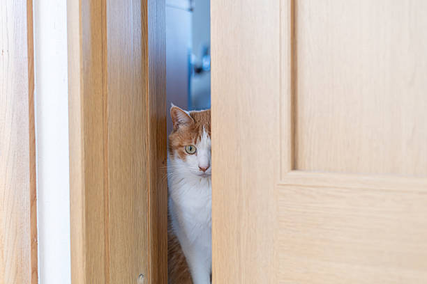 istock Cat peeking through the door gap 2224216188
