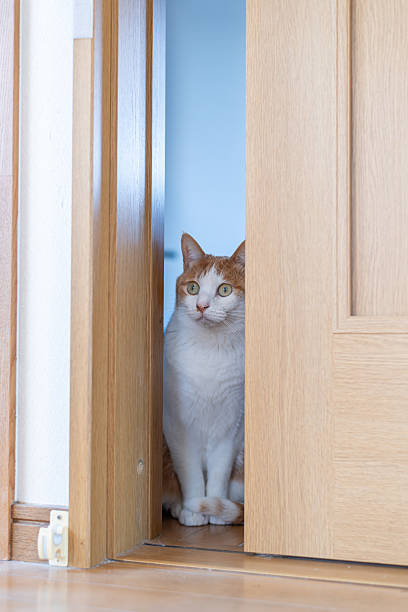 istock Cat peeking through the door gap 2224216234