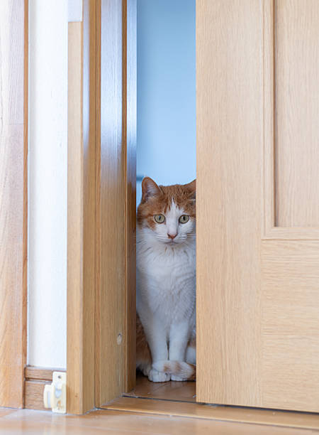 istock Cat peeking through the door gap 2224216288