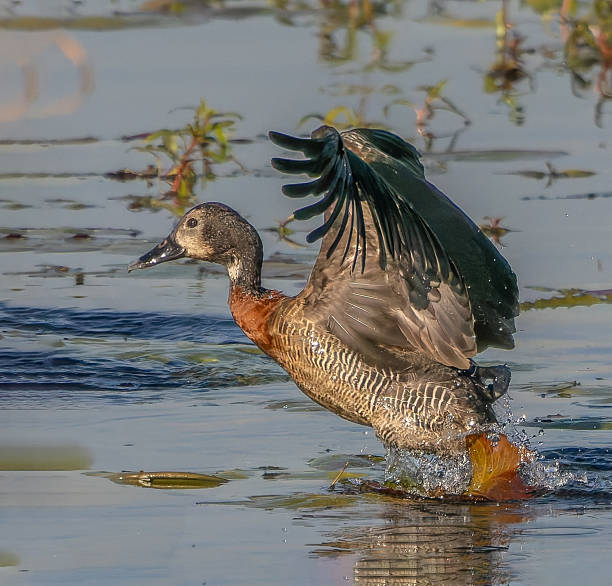 istock White-faced whistling duck taking off 2224216293