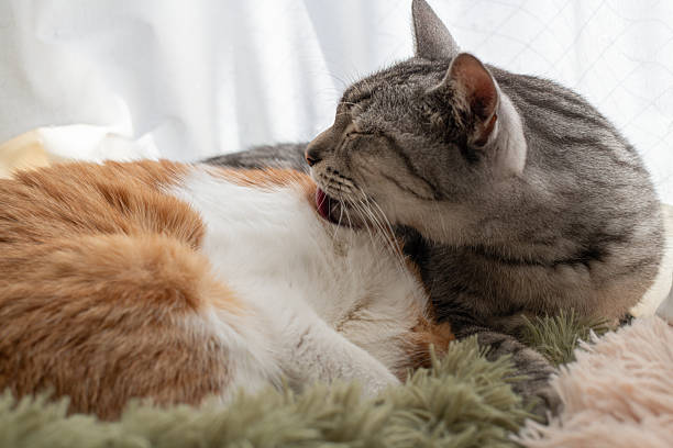 istock Two cute cats relaxing by the window 2224216389