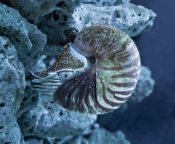 Big aquarium with fish.