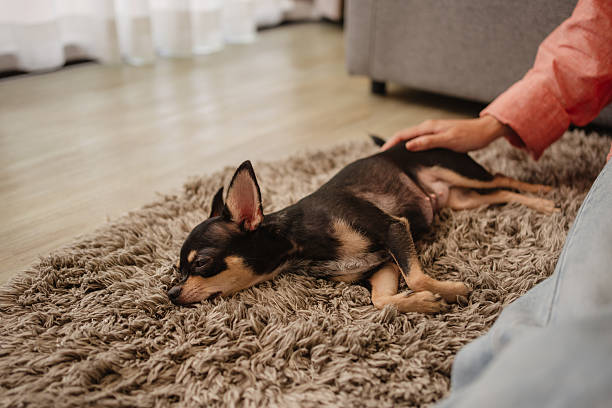 Chihuahua is lying on a comfortable carpet while its owner gently pets it.