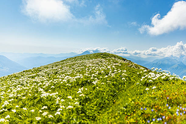 Vivid wildflowers adorn a lush hilltop meadow, framed by a panoramic view of distant mountains under a vibrant sunny sky. This picturesque scene evokes tranquility, natural beauty, and the serenity of outdoor landscapes.