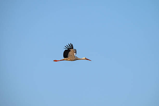 istock A white stork glides gracefully across the bright blue sky, enjoying its elegant flight and the freedom of the open air. 2224221479