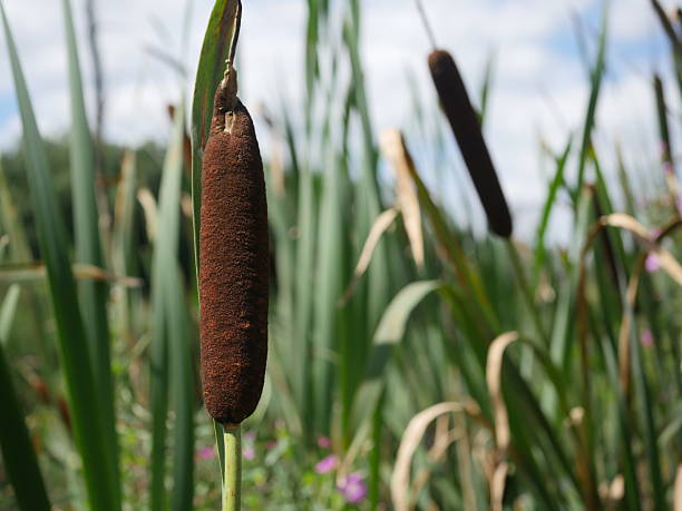 istock plant calamus  on forest background 2224221555