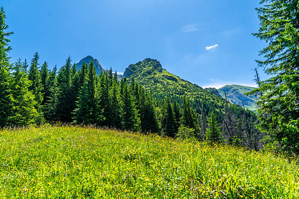 Green alpine meadow with tall grass bordered by dense pine forest, with sharp High Tatras peaks visible in the distance under a bright summer sky. The natural scene captures the freshness and tranquility of Zakopane’s mountain landscape.