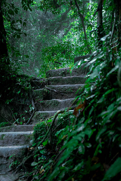 A path up leading through a forest with lots of trees.