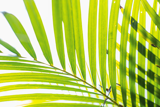 istock Green leaves of palm tree on white background. 2224223500