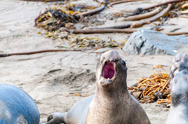 Close-up of northerns Elephant seals -Mirounga angustirostris- along the Southern California Coast.