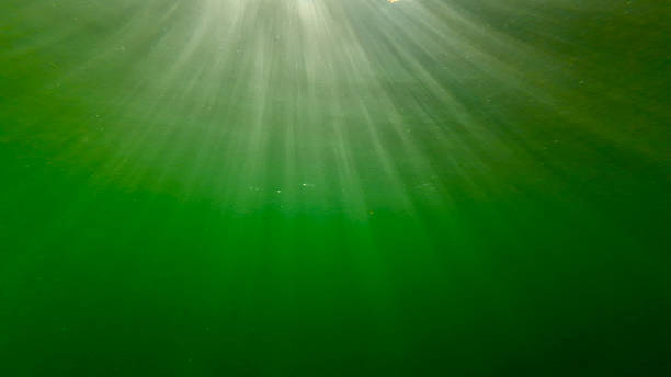 Abstract green background with rays. View of the thickness of water in a lake and sun rays passing through the surface.
