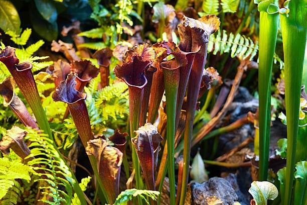 istock Sarracenia mitchelliana dark red -an extravagant exotic plant predator. 2224225531