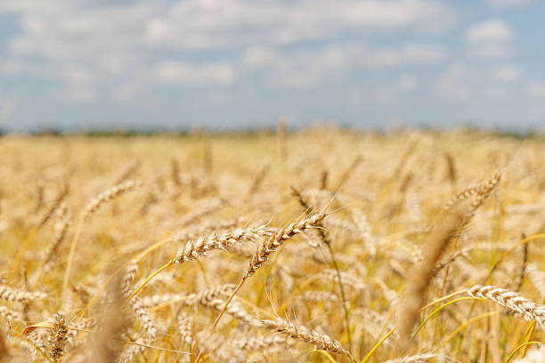 Golden rye field swaying gently under the sun, creating a warm and peaceful rural scene