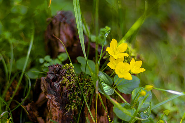 Yellow flowers bloom beside moss-covered tree stump in lush forest setting. Natural mockup.