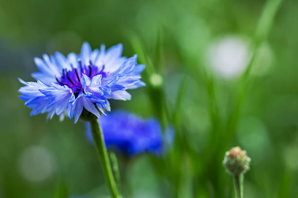 Cornflower Centaurea cyanus in full bloom on a sunny day
