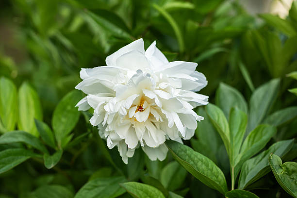 White peony garden decorative flowers in the grass.
