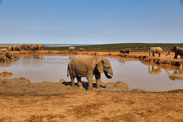 istock elephants herd at waterhole, Addo Elephant National Park 2224227051