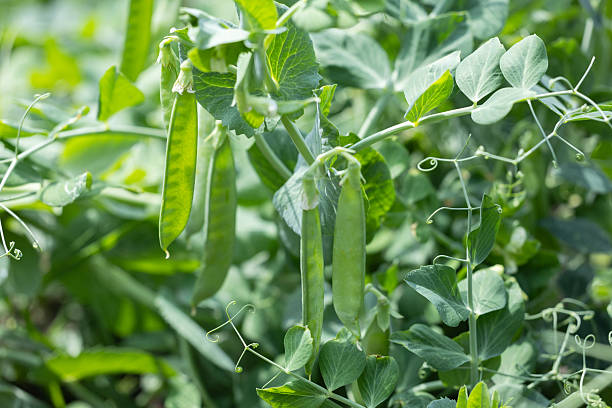 istock green peas in the garden 2224227067
