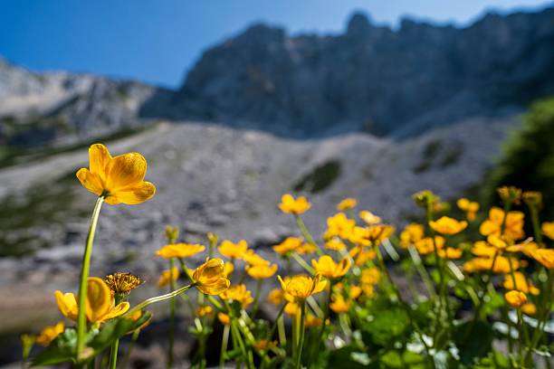 istock Yellow flowers against a mountain backdrop 2224228671