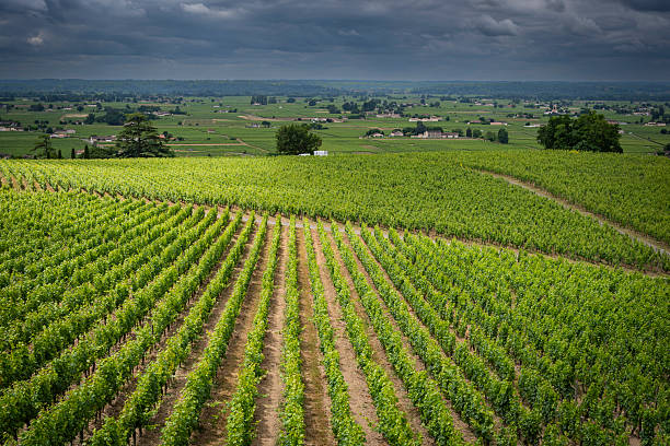 Lush green grapevines in a vibrant vineyard, showcasing fresh grapes in natural settings, ideal for agriculture and nature-themed concepts.