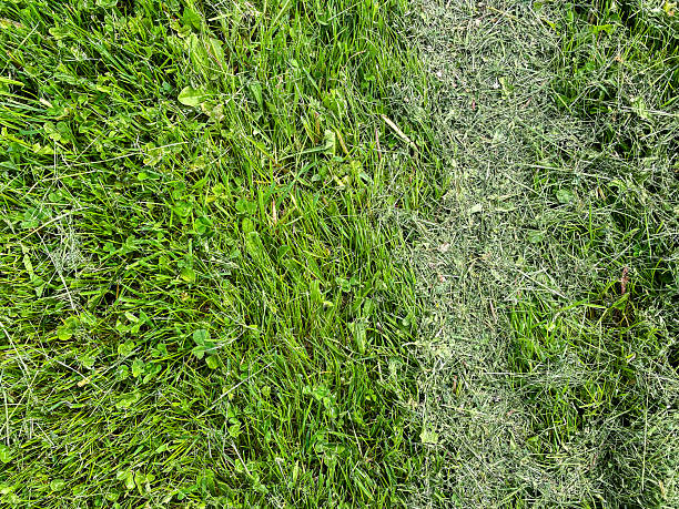 istock Dry Grass in Stripes on Park Meadow 2224229076