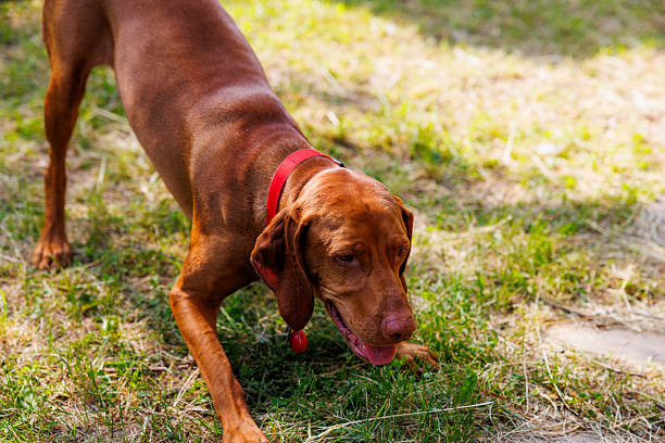 Cute Hungarian Vizsla puppy sleeping or resting on the turquoise pillows.