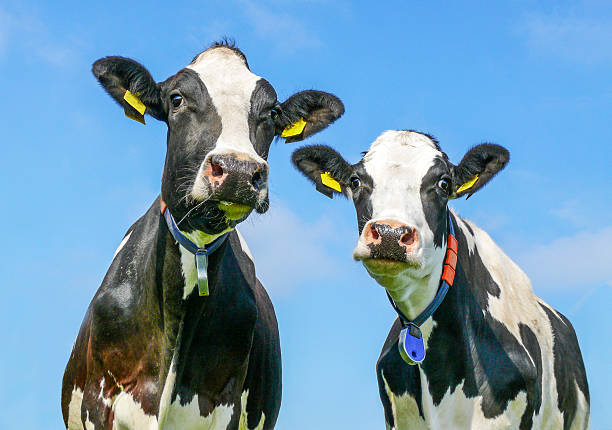 istock Two black and white cows, livestock tags, medium shot,  side by side, blue sky 2224230836