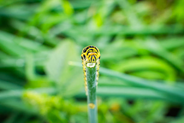 Close up of Caterpillar Antherina suraka in Isalo national park crawling on the tree branch. Madagascar