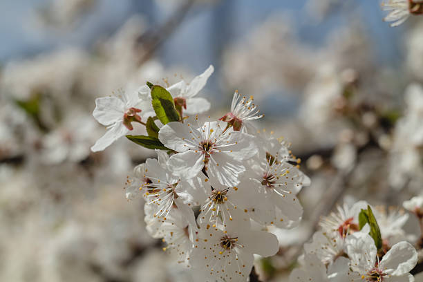 istock Cherry tree in blossoms in the garden. Garden in white bloom. Spring background. 2224234633