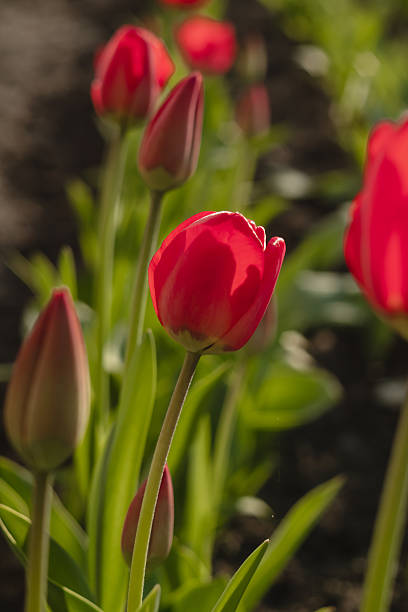 Red tulips in the garden in backlit on a blurred background.