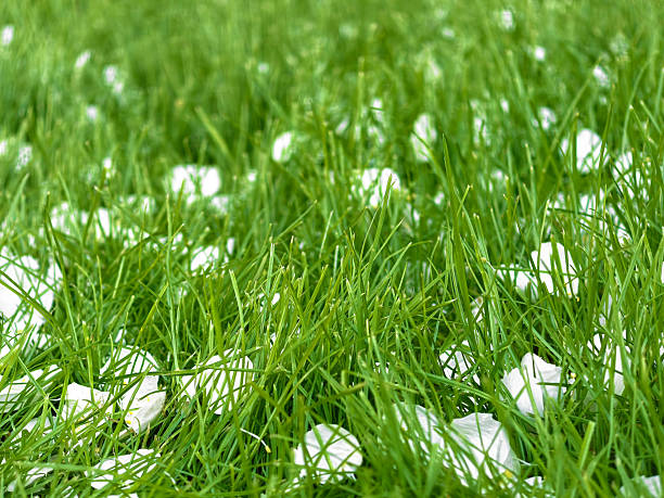 Close-up of Jasmine blossom petals on the green grass.