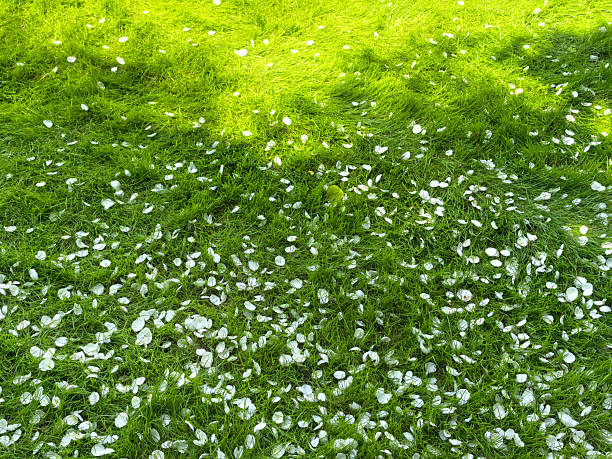 Jasmine blossom petals on the green grass