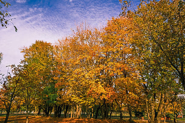 Golden autumn leaves framing a bright blue sky with light clouds from below
