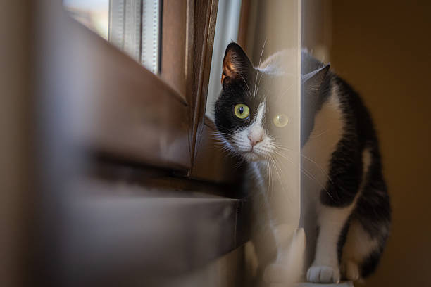 Black-white domestic cat is looking at camera in living room at home.