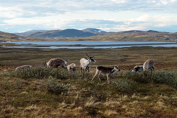 istock Reindeer grazing in scenic tundra landscape. 2224237790