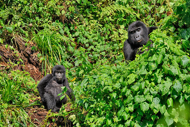great silverback Mountain Gorilla, in the Bwindi National Park in Uganda.