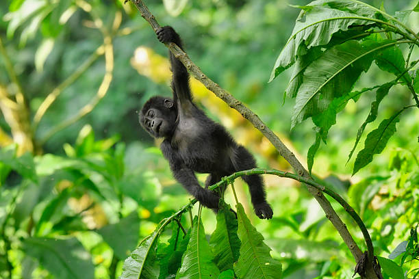 Mountain Gorillas in Bwindi