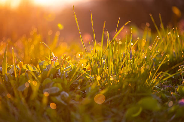 istock Morning light over dewy grass at sunrise 2224240430