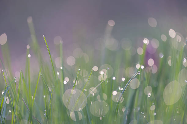 Fresh morning dew on grass blades with soft bokeh and pastel tones. Close-up macro image of spring nature, evoking peacefulness and atmospheric beauty.