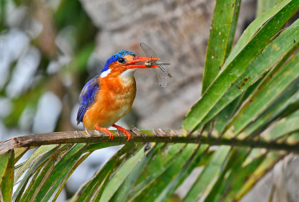 istock Malachite kingfisher perching with an dragonfly catch 2224240591