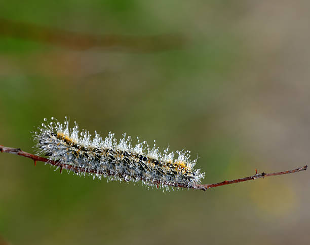 Colorful caterpillar with dewdrops on it in spring