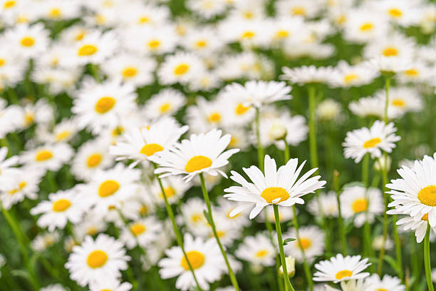istock Blooming white daisies, chamomile in meadow with soft light and spring atmosphere. Floral background 2224242723