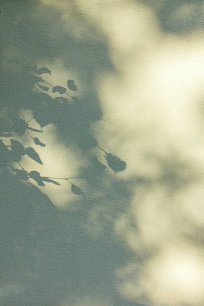 istock The abstract background is the soft shadows of tree branches and leaves cast by sunlight on a textured wall. 2224244492