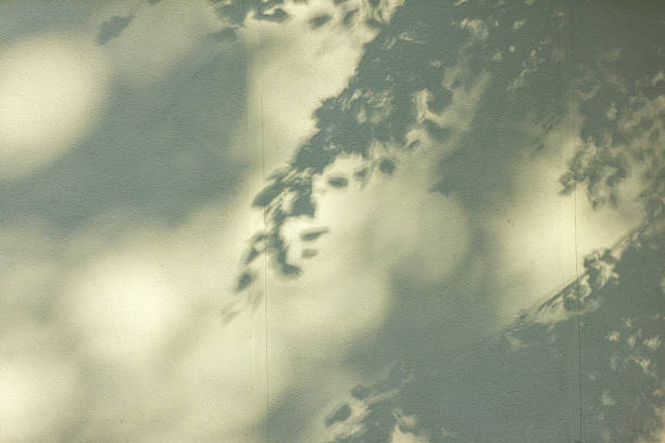 istock The abstract background is the soft shadows of tree branches and leaves cast by sunlight on a textured wall. 2224244493